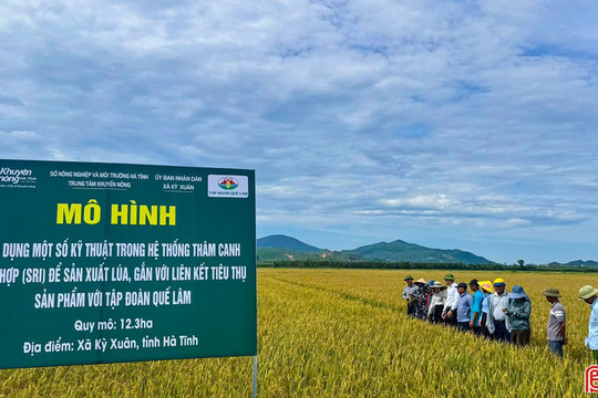 Lúa hữu cơ theo quy trình Quế Lâm mở hướng sản xuất "xanh" tại Hà Tĩnh
