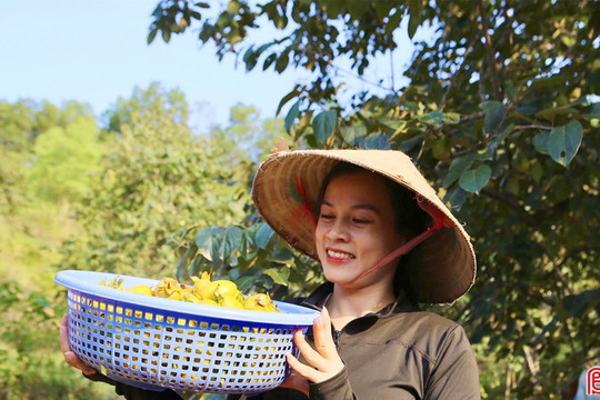 Nâng cao giá trị hồng giòn Yên Du