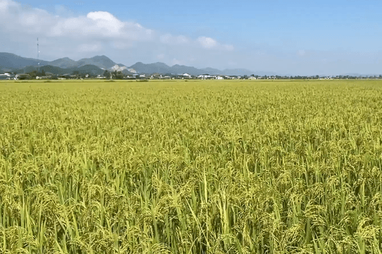 Hà Tĩnh hướng tới canh tác lúa an toàn, bền vững