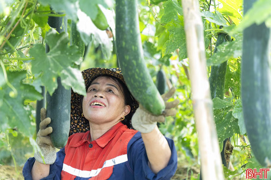 Quế Lâm - Hà Tĩnh: Từ liên kết đến hệ sinh thái nông nghiệp hữu cơ