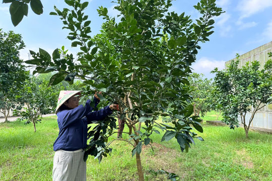 Bí quyết chăm bưởi Phúc Trạch sau thu hoạch