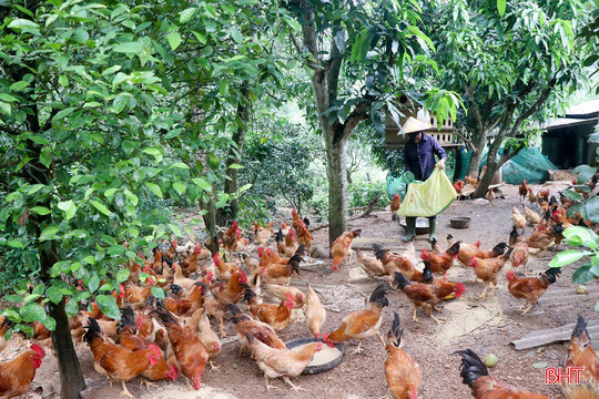 Xuân Lộc đa dạng sinh kế - Giảm nghèo bền vững