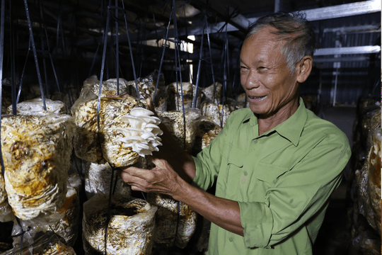 Bí quyết trồng nấm bào ngư