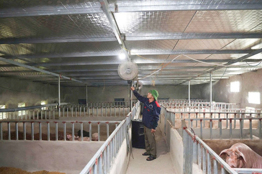 Hà Tĩnh phát triển kinh tế nông thôn từ liên kết chăn nuôi