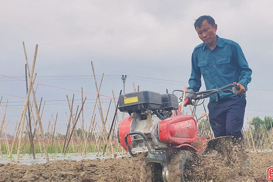 Nông dân Hà Tĩnh tất bật xuống giống, chăm sóc rau vụ tết