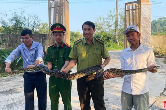 Người dân tự nguyện giao nộp cá thể trăn đất quý hiếm