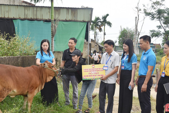 Lộc Hà trao bê giống, "tiếp sức" cho các hộ khó khăn