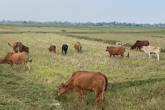 Đẩy nhanh tiến độ tiêm phòng, chủ động phòng dịch trên đàn vật nuôi