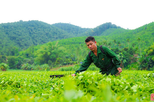 Vẻ đẹp bình yên từ những đồi chè Sơn Tây