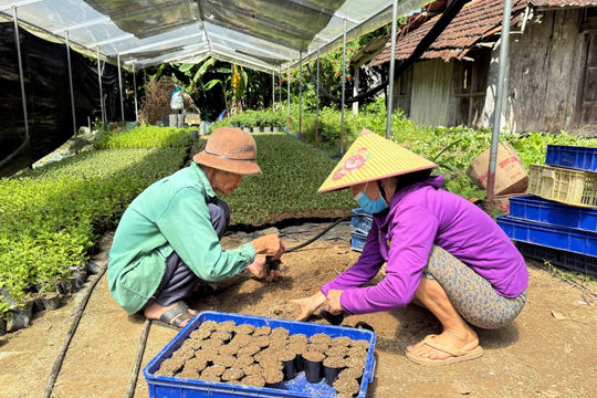 Kỹ thuật ươm trồng hoa giống công nghệ cao