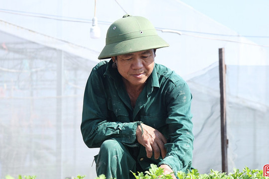 Vựa hoa ở Hà Tĩnh tất bật sản xuất phục vụ Tết