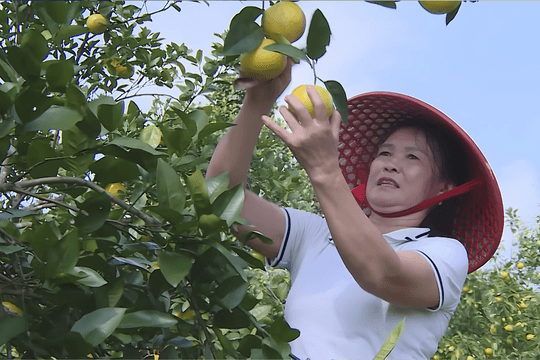 Những mô hình kinh tế mở hướng làm giàu ở xã Vũ Quang
