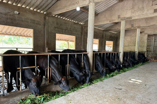 Bí quyết vỗ béo bò 3B