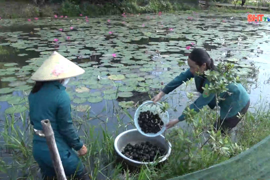 Đức Đồng phát huy lợi thế, làm giàu từ nuôi ốc bươu đen