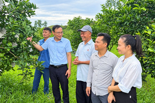 Trồng cam theo hướng hữu cơ: Giải pháp nâng cao giá trị