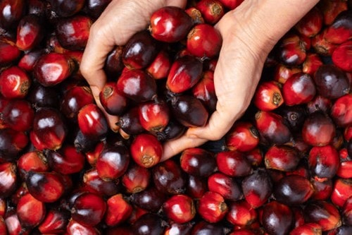 Giá dầu cọ Malaysia giảm 0,94% trong phiên 10/2 khi chờ đợi dữ liệu từ MPOB