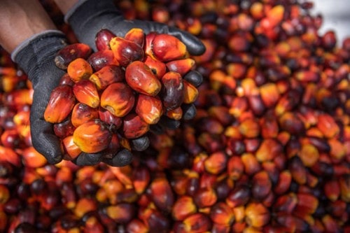 Giá dầu cọ giảm xuống 4.045 ringgit/tấn khi Indonesia tạm dừng mở rộng nhiên liệu sinh học