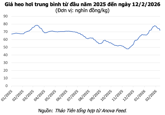 Giá heo hơi hôm nay 13/2: Cần Thơ và Cà Mau giảm về mức 70.000 đồng/kg