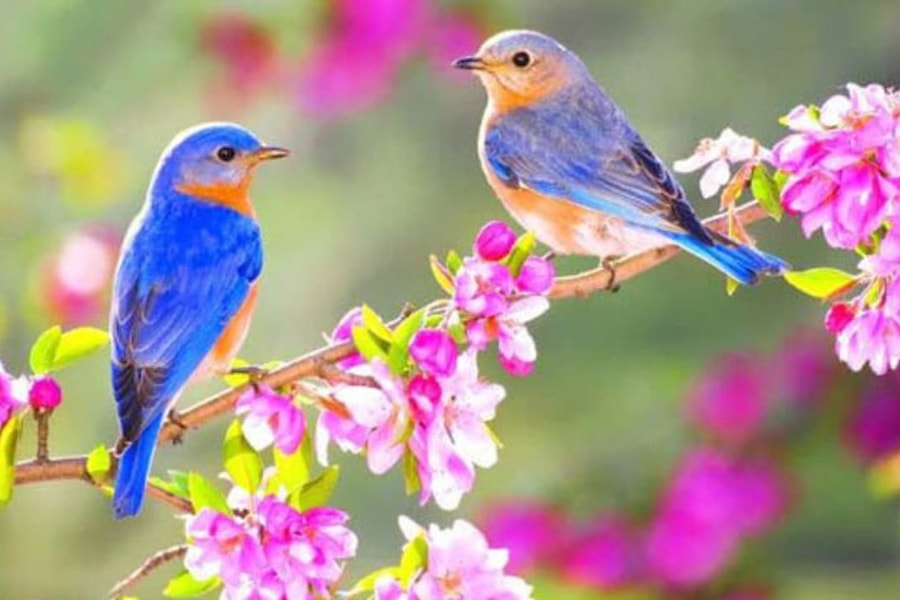 VĂN NGHỆ THIẾU NHI: Hoa lá mừng xuân