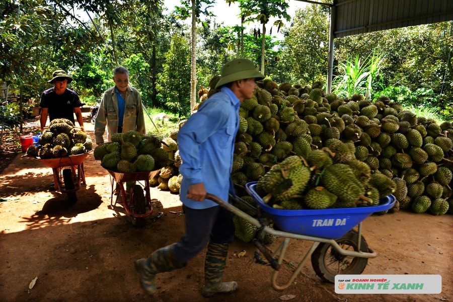 Đắk Lắk gỡ nút thắt kỹ thuật cho nông sản xuất khẩu sau sự cố 2.000 container sầu riêng
