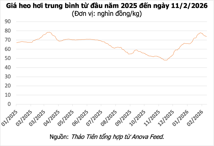 Giá heo hơi hôm nay 11/2: Miền Bắc và miền Trung giảm sâu, mức cao nhất 74.000 đồng/kg
