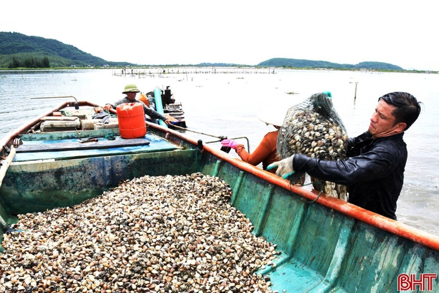 Giá ngao tăng gấp đôi, người nuôi trồng lãi lớn