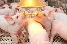 Sản lượng thịt tại Đức năm 2025 đạt 6,9 triệu tấn, giảm nhẹ 15.400 tấn