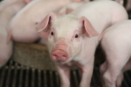 Giá heo hơi hôm nay 2/3: Miền Bắc và miền Trung giảm đồng loạt về mức 68.000 đồng/kg