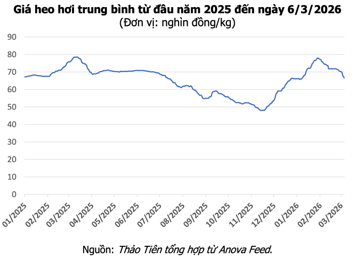 Giá heo hơi hôm nay 6/3: Giảm đồng loạt cả ba miền, mức thấp nhất 62.000 đồng/kg