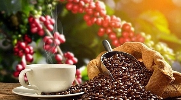 Giá cà phê ngày 9/3: Trong nước áp sát 97.000 đồng/kg, giá thế giới tăng hơn 4%