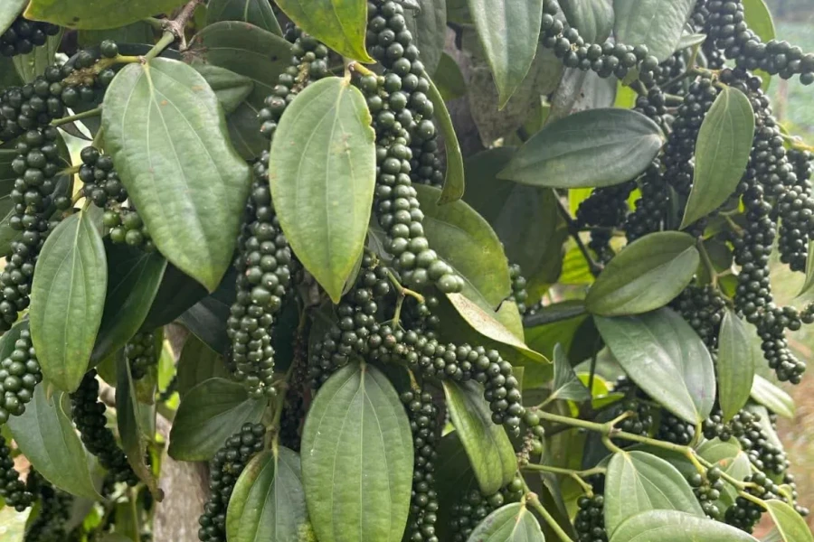 Giá tiêu hôm nay 12/3/2026: Nhiều nơi giảm, Đắk Lắk giữ đỉnh 146.500 đồng/kg