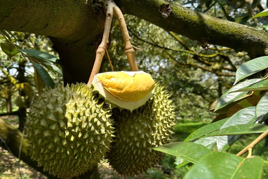 Giá sầu riêng hôm nay 17/3/2026: RI6 và sầu riêng Thái đi ngang, sức mua vẫn thấp