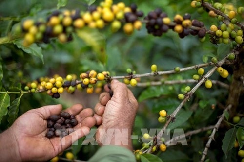 Brazil xuất khẩu hơn 7.400 tấn cà phê hòa tan trong tháng 2, tăng 13,9% bất chấp thuế từ Mỹ