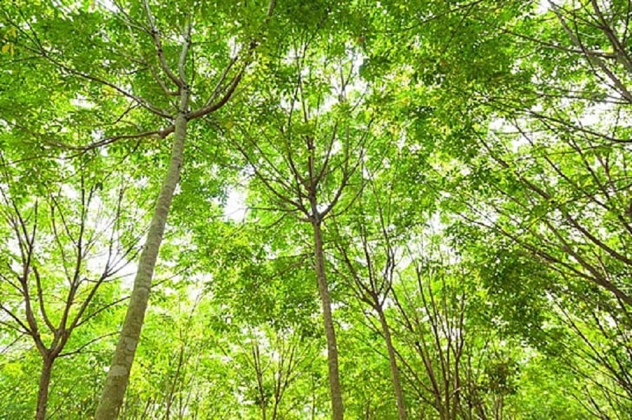 Giá cao su hôm nay 22/3: Sàn Thượng Hải phục hồi lên 16.220 CNY/tấn, giá nội địa ổn định