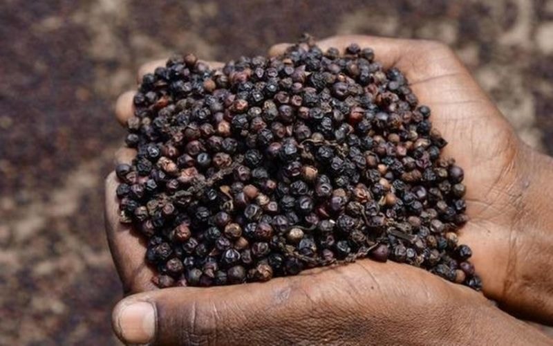 Giá tiêu hôm nay 23/3/2026 giảm xuống mức thấp nhất 9 tháng