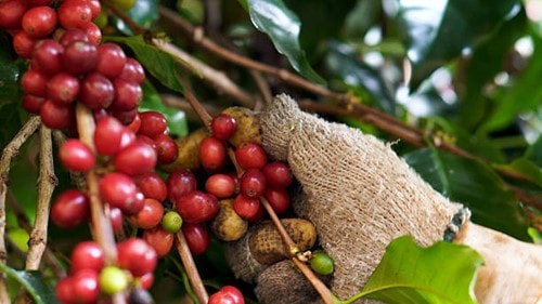 Việt Nam xây dựng hệ tiêu chuẩn Robusta nâng tầm giá trị xuất khẩu 8,92 tỷ USD