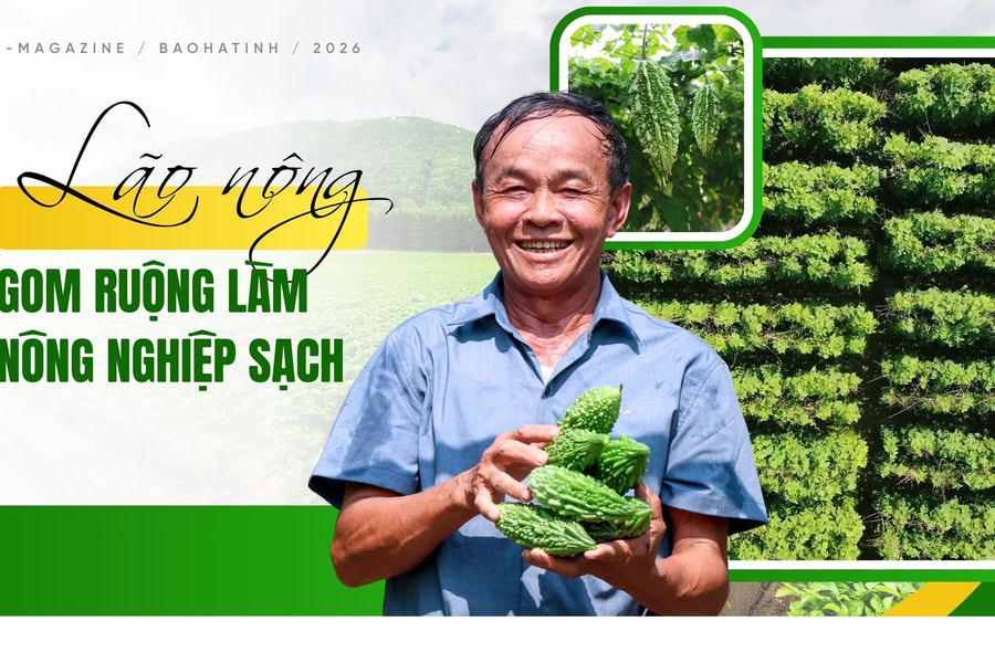 Lão nông gom ruộng làm nông nghiệp sạch