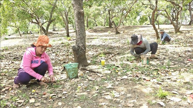 Giá hạt điều chạm mốc 37.000 đồng/kg, nông dân Đồng Nai lo ngại mất mùa