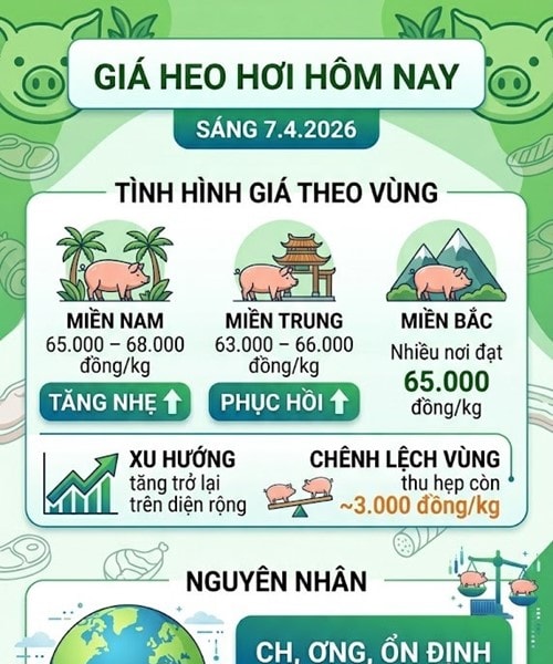 Giá heo hơi hôm nay 7/4: Đồng loạt tăng mạnh, đạt mức cao nhất 68.000 đồng/kg