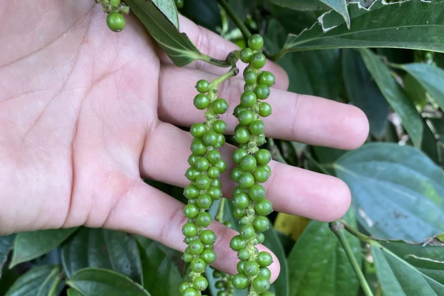 Giá tiêu hôm nay 9/4/2026: Trong nước tăng 500 đồng