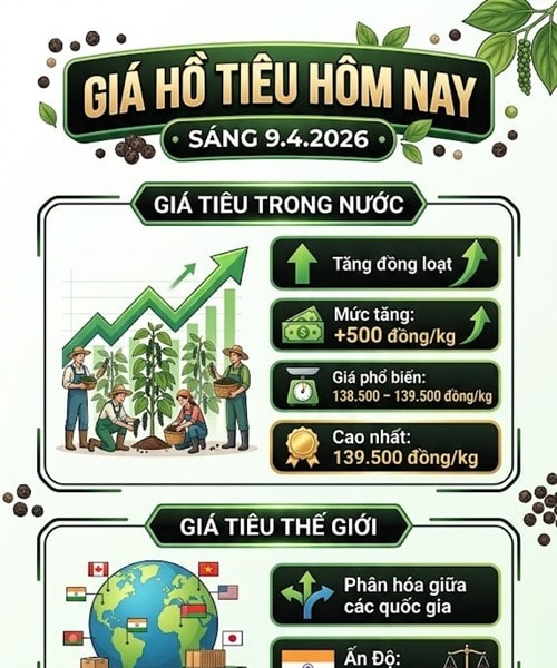 Giá hồ tiêu hôm nay 9/4: Tăng lên 139.500 đồng/kg, áp sát ngưỡng 140.000 đồng