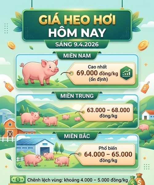 Giá heo hơi ngày 09/04: Đồng Nai và TP.HCM giữ mức cao nhất 69.000 đồng/kg