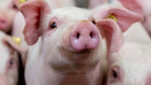 Giá thịt heo hôm nay 20/4: Ba rọi tại Hà Hiền 152.381 đồng/kg, heo hơi miền Trung tăng nhẹ