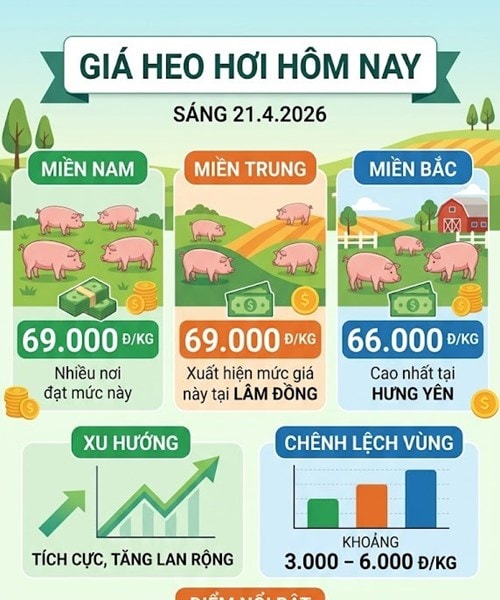 Giá heo hơi ngày 21/4: Thị trường miền Trung đạt đỉnh 69.000 đồng mỗi kg
