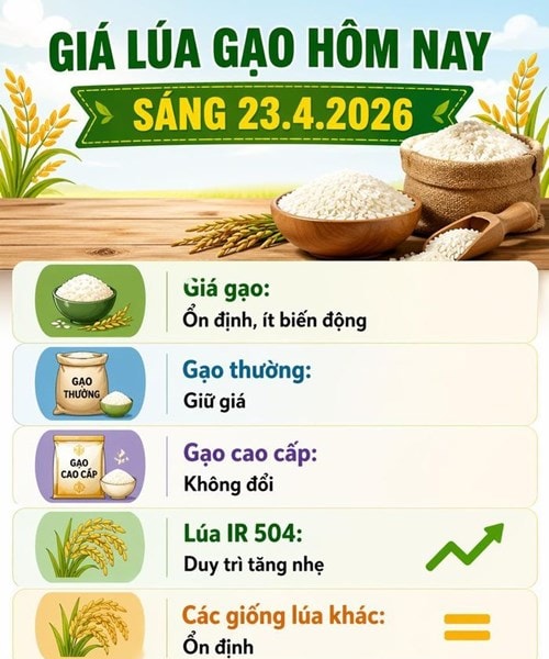 Giá lúa ngày 23/4 tăng nhẹ, thị trường gạo duy trì ổn định