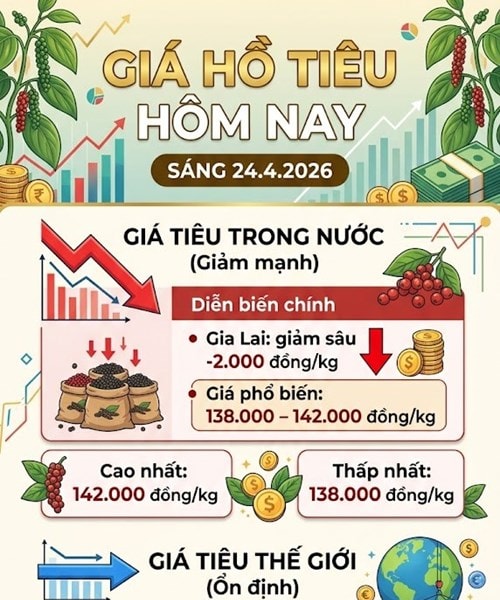 Giá hồ tiêu ngày 24/04 giảm đến 2.000 đồng/kg, nguồn cung dự báo thắt chặt trong năm 2026