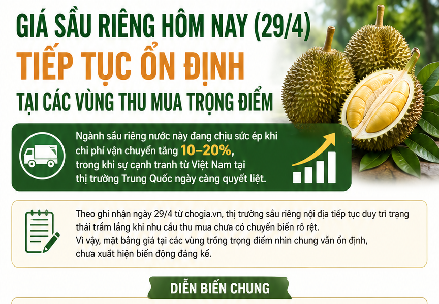 Giá sầu riêng hôm nay 29/4/2026 duy trì ổn định