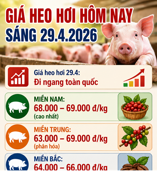 Giá heo hơi hôm nay 29.4: Thị trường đi ngang, miền Nam neo ở mức 69.000 đồng/kg