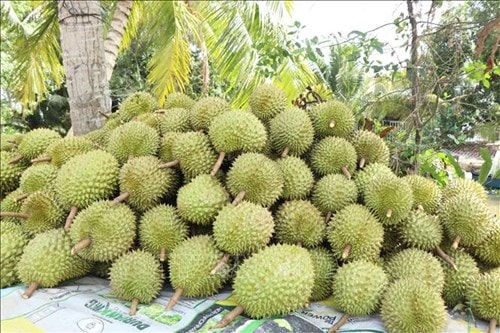 Giá sầu riêng Ri6 giảm còn 20.000 đồng/kg, nông sản Việt siết chất lượng vùng trồng