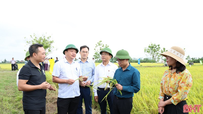 Vụ lúa xuân ở Hà Tĩnh thắng lợi khẳng định hiệu quả tái cơ cấu nông nghiệp